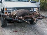 2006 YO Ranch, TX - Sika Buck on Truck Rack