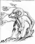 Ram Drawing by Lora S. Irish