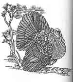 Turkey Drawing by Lora S. Irish